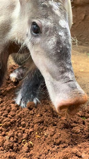 Honolulu Zoo on Instagram: "👃 The Nose Knows! 🐾 Aardvarks have an incredible sense of smell—so sharp they can sniff out ants and termites buried underground up to 12 inches deep! 🌱🐜 Their super-sensitive noses are basically built for dinner! #thenoseknows #aardvark #animalenrichment #keepercam #honoluluzoo #honolulu #hawaii"