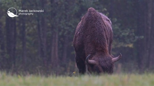 European Bison - October 2025, Poland #MarekJackowski #Wildlife #Bison #Poland #EuropeanBison | Marek Jackowski Photography
