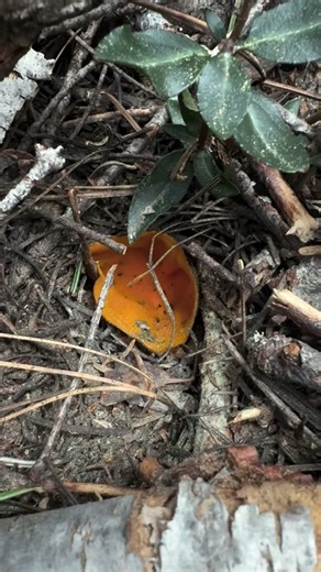 #Ascomycete cup fungi are lined with millions of microscopic needle-shaped sacs (called asci) full of spores. They are pressure sensitive, so when they get hit with a gust of wind (or in this case me blowing on them), the spore sacs rupture, squirting a cloud of spores into the air to be carried on air currents. If you listen carefully, you can hear an audible “hiss” right when the spores are being released. What a cool method for spore dispersal! . Safety-wise it’s not particularly hazardous to