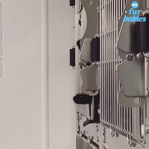 Mastermind cat escapes an ‘escape proof’ cage at a rescue center l GMA