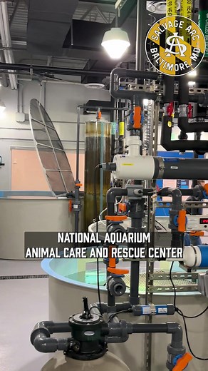 Last week I got a behind-the-scenes tour of the National Aquarium Animal Care and Rescue Center in Baltimore, Maryland. Here aquarium staff care for and monitor animals before they’re introduced to public exhibits at the National Aquarium. The National Aquarium in Baltimore, Maryland, has a rich history that dates back to the late 20th century. Opened on August 8, 1981, the aquarium has since grown to become one of the largest and most renowned aquatic institutions in the United States, attracti