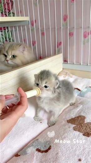 🍼 ミルクの時間だよ、子猫ちゃん｜Kitten milk time#cat #kitten #catvideos #子猫#meow