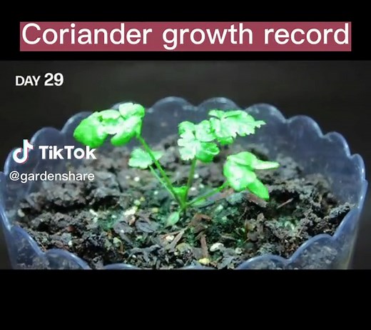 Cilantro Time-lapse Growth Journey