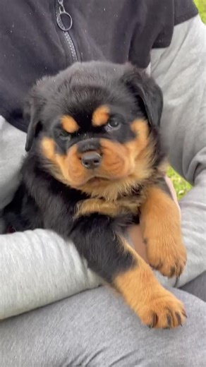 Beautiful rottweiler baby Boy 😍 ❤️🥰 #Shorts #rottweiler #dogs Credits to @blackandtanpearls | Rottweiler Life
