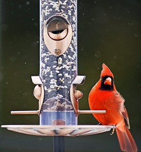 3 Types of Seeds and Feeders Birds Love Best