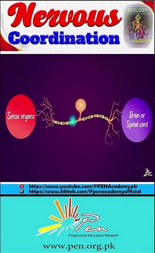 Nervous Coordination I Coordinated Action I Lecture-2 I#penacademy