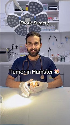 Tumor surgery in hamster 🐹