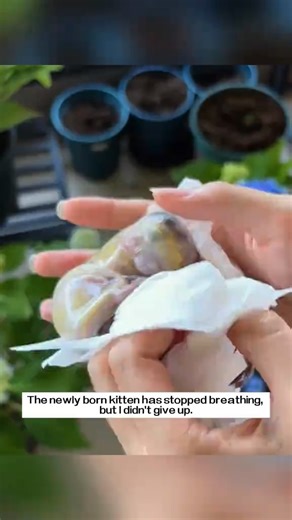 M0211009 The newly born kitten has stopped breathing, but I didn't give up,and then…#rescue #animals #kitten part1 | Love Rescued Me