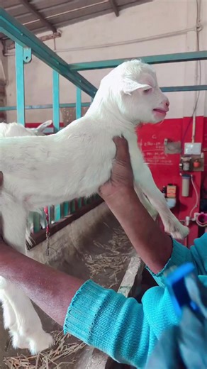 Premium Dairy Goats for Sale – Boost Your Milk Production!