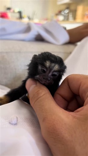Finger monkeys are the tiniest monkeys alive. #shorts #cute #monkey