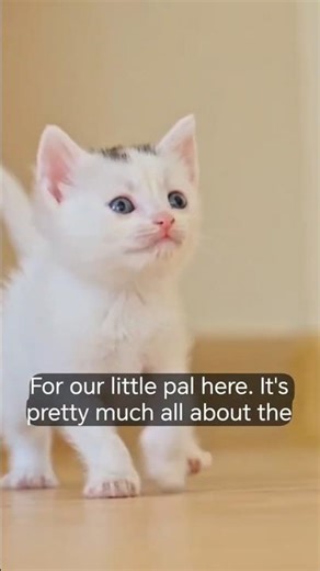 The Pure Friendship of Cats: What Is Real Happiness? | Heartwarming Cat Moments