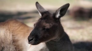 Wallaby Kangaroo Resting On Grass Natural Stock Footage Video (100% Royalty-free) 24614258 | Shutterstock