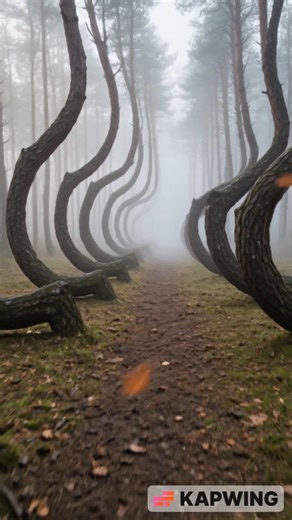 Poland’s Mysterious Alien-Looking Trees Explained #facts #shorts