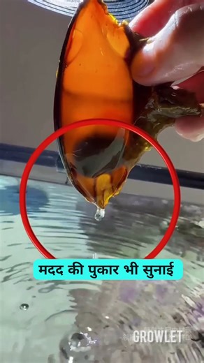 Saving a Shark 🦈 Egg 🥚 #shorts