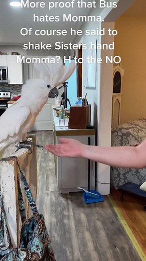 Tricks for sis not for Mom. #foryoupage #tricks #smart #buster #cockatoo #shake #dogs #viralvideo