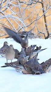 1.2K views · 13 reactions | The Oriental Turtle Dove is a Migratory Bird Whose Appearance Can Vary Between Subspecies #orientalturtledove #birdwatching | World's Amazing pictures | Facebook