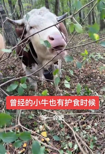 曾经的小牛也有护食时候 | Feeding Animals