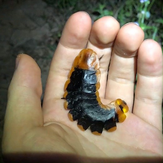 350K views · 1.6K reactions | Look at the size of this giant firefly larva  | LADbible | Facebook