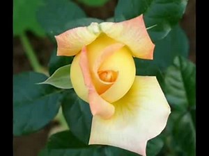 Francois Feldman - Les Valses De Vienne