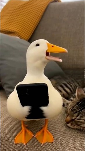 Cat SNAPS After Duck Won’t Stop Filming!