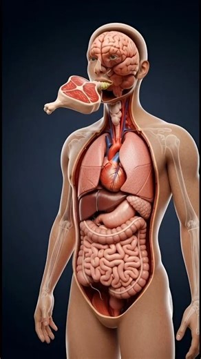 What Happens Inside Your Body When You Eat Meat? | 3D Medical Animation”