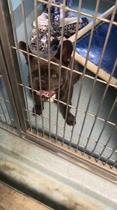 32K views · 394 reactions | ❤️RETURNED TO OWNER❤️ #A5235025 2yr old little boy available 11-11  For info please call 626-962-3577 and push 5,2,2 and have ID number ready. Baldwin Park Animal Care Center 4275 N. Elton Street Baldwin Park, California 91706 Mon thru Thurs: 12-7 pm Fri thru Sun: 10-5pm animalcare.lacounty.gov | Saving Baldwin Park Shelter Dogs | Facebook