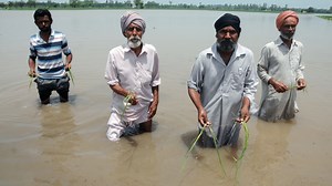 Punjab sees lowest paddy yield in decade despite record cultivation. 2025 floods not the only factor