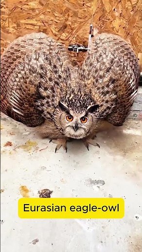 #Original Sound of Eurasian Eagle Owl #original #birds #wildlife #birdcall #animals #birdsound