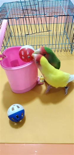 Hilarious Moments with Birds: A Collection of Funny Clips