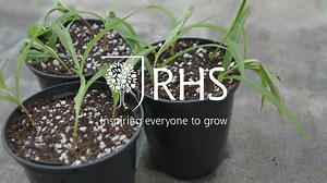 8.5K views · 115 reactions | "Softwood cuttings taken in summer are an easy way to increase plants. Penstemon and Hydrangea root easily from non-flowering shoot tips inserted into pots of gritty compost. Pop them in a propagator or seal in a plastic bag until rooted." (Chris, Gardening Advisor) | RHS - Royal Horticultural Society | Facebook