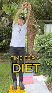 You won’t believe what bees do to their queen before swarming. 🐝 Ever wondered how a colony prepares for a swarm? 🐝 It’s not as chaotic as it looks; there’s a plan, and it starts with putting the queen on a diet. 🐝 The bees literally slim her down and train her for flight, stopping her egg-laying and pushing her into shape for the journey ahead. 🐝 They wait for perfect weather, time their departure for early morning, and won’t risk flying in the dark. Every move is calculated. — #Beekeeping 