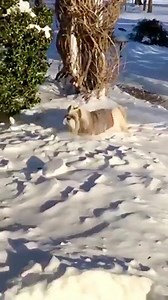 Flashback to the moment I forgot I’m a dog and transformed into a full-on snow bunny, bouncing around the yard with my ears flopping, paws flying, and my tiny brain yelling “BOING BOING BOING” like a fluffy pogo stick powered by winter magic ❄️🐰🤣 ✨ Angel Lacey ✨🕊️ 🐾 🐾 🐾 🐾 #shihtzu #dog #doglover #dogoftheday #snow | Lacey Shih Tzu