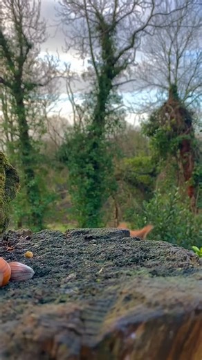 It’s Red Squirrel Appreciation Day 🐿️ To celebrate, we’re sharing this wonderful video from Island photographer @siennnaeva 📸 We’re so lucky to co-exist alongside these charismatic creatures! Thank you to Sienna for sharing this fantastic clip with us 🐿️ #redsquirrel #redsquirrelisleofwight #isleofwight #redsquirrels | Isle of Wight Council