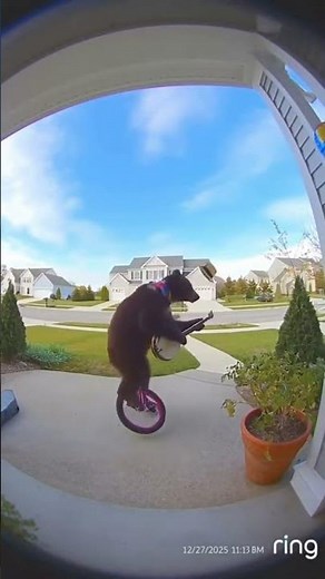 This Bear Can Ride a Unicycle AND Play Banjo...