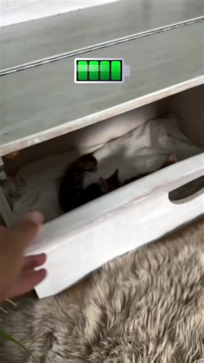 Little babies #fyp #catsoftiktok #bengalcat #carsoftiktok #Mercedes | cats of tiktok