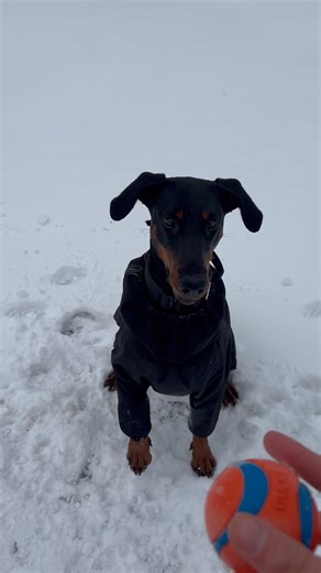 Travaille d’auto-contrôle avec son chien 🐕🥶 #chiendrôle #chienmignon #dogtraining #dobermannlove