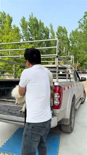 Discover the Fluffy Secret of Alpaca Farming