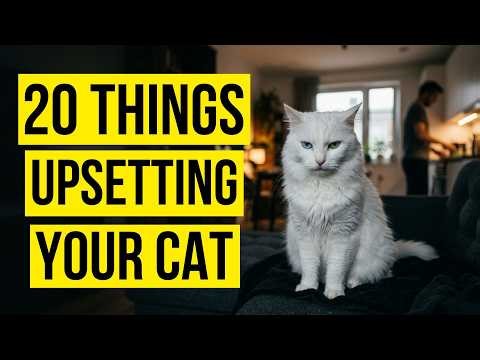 Your Cat Has Been Upset With You For Months — Here Are The 20 Reasons Why