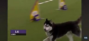 ‘Husky vs Agility Course ‘ | Aaron 5D ØMG | Facebook
