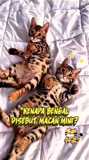 🐯 Why Are Bengal Cats Called Mini Tigers? 😱 #cat #cutecat #cat #funnycat #fyp #shorts #cats