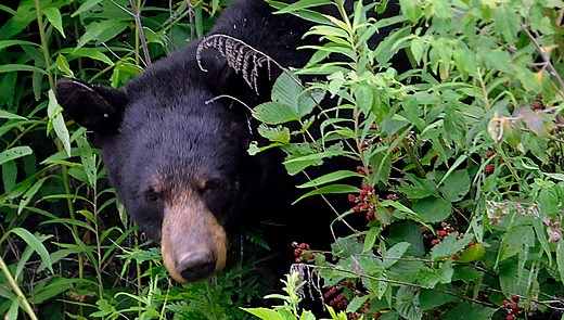 What do black bears eat? Less meat than you'd expect