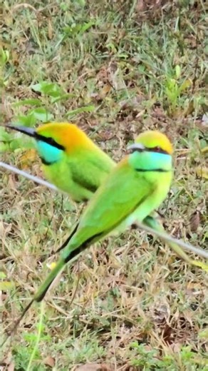Beautiful Green Bee-eater in Action Nature’s Flying Jewel 💚