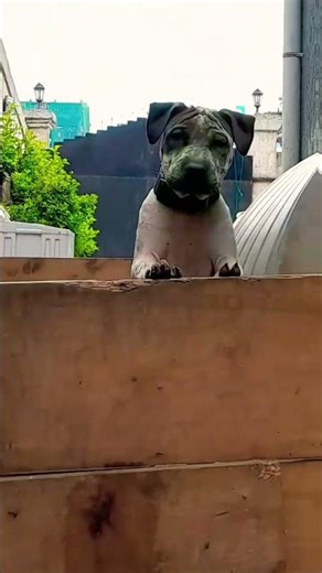 15 weeks old Tiger stripe pitbull terrier puppy 💀💀💀