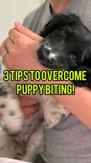 One of the most common challenges puppy owners have, is biting! It can often be a real struggle, and one that causes lots of issues! However it is SO easy to overcome… Here are some simple tips to help deal with puppy biting. 🐶 Sleep. Puppies need sleep, and a lot of it! Make sure your puppy is getting sufficient naps throughout the day and they are in an area of the house where it can be uninterrupted. This is key for a less bitey puppy! 🐶 Management. Manage your pup’s opportunity to rehearse