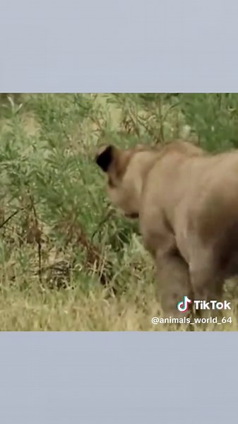 Wild Dogs Hunting Impala in Nature