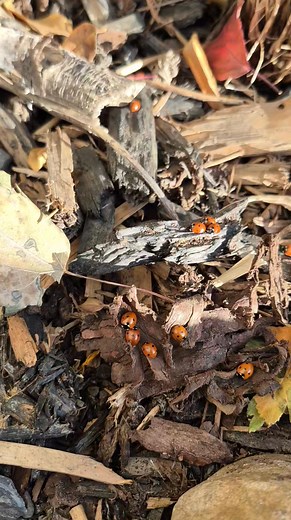 Mulch acts like a 5-star hotel for beneficial insects! Ladybugs, ground beetles, and other helpful garden heroes use that layer of organic material to safely overwinter in Calgary. By mulching your garden beds, you're creating cozy winter habitat for the bugs that fight pests next spring. It's an easy way to promote a natural, healthy ecosystem for your yard! Contact us if your yard needs a mulch top-up next spring! #calgarygardening #ladybuglove #loveyouryard #yycnow | Garden Gnomes YYC