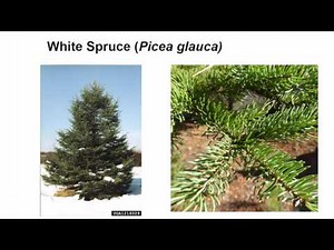 Why are my Spruce trees dying?