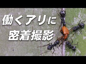 なぜこんなもの運ぶのか…働く日本のアリに密着撮影【クロヤマアリ】