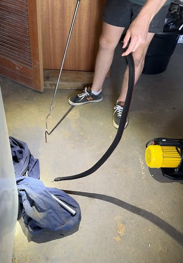 A home owner saw this big red-bellied black snake go into his garage. From there he lost sight of it but thought it may have gone under the door which lead under the house. After a quick check under the house and a thorough look through the garage, the only place it could have been was somewhere sneaky under the house if it hadn't already retreated back outside. I opened the door which lead under the house again and thought the snake would have taken the quickest and closest hidey hole to keep s