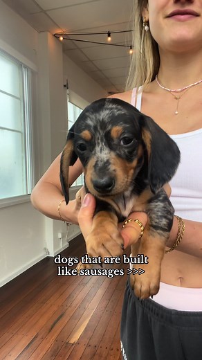 Cuteness Overload: Dachshund and Corgi Puppies 🥹💗